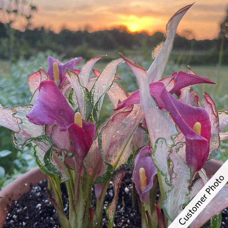 265-frozen-queen-calla-lily-1.webp