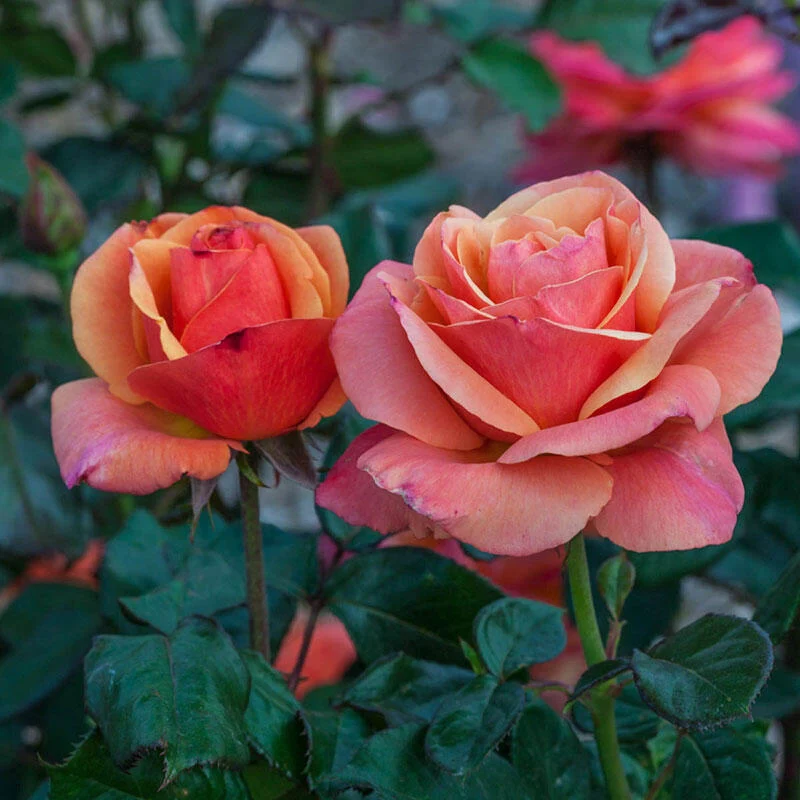 272-anna-s-promise-grandiflora-rose-1.webp