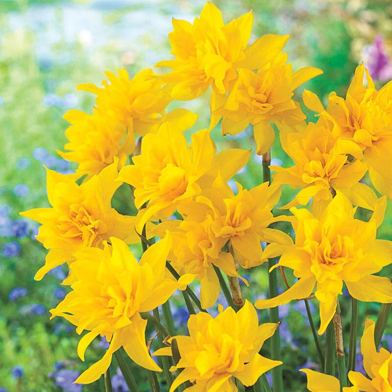 Double Campernelle Daffodil 1 277-double-campernelle-daffodil-1.webp