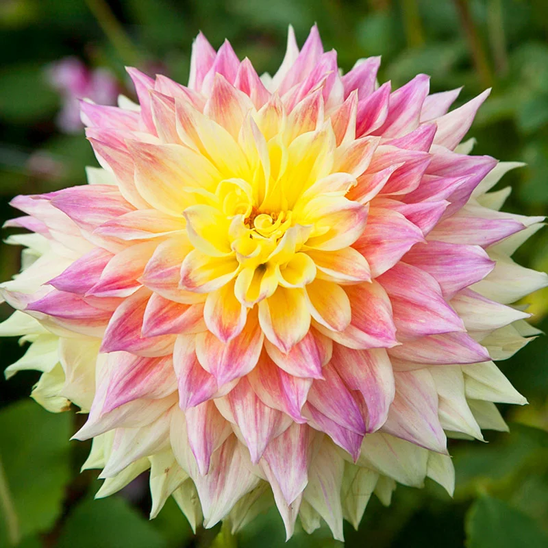 Advance Dahlia