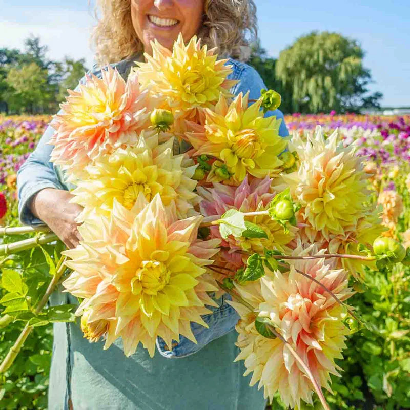 Advance Dahlia