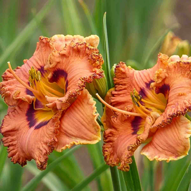 Remembering Grace Reblooming Daylily