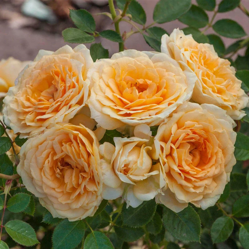 Edith's DarlingÂ® Shrub Rose