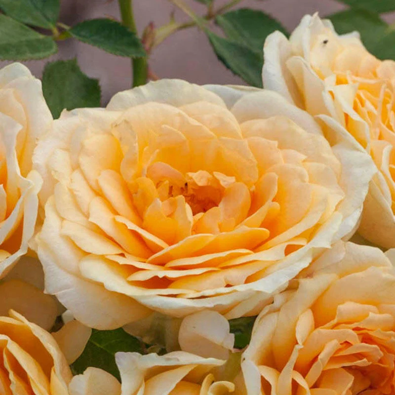 Edith's Darling® Shrub Rose