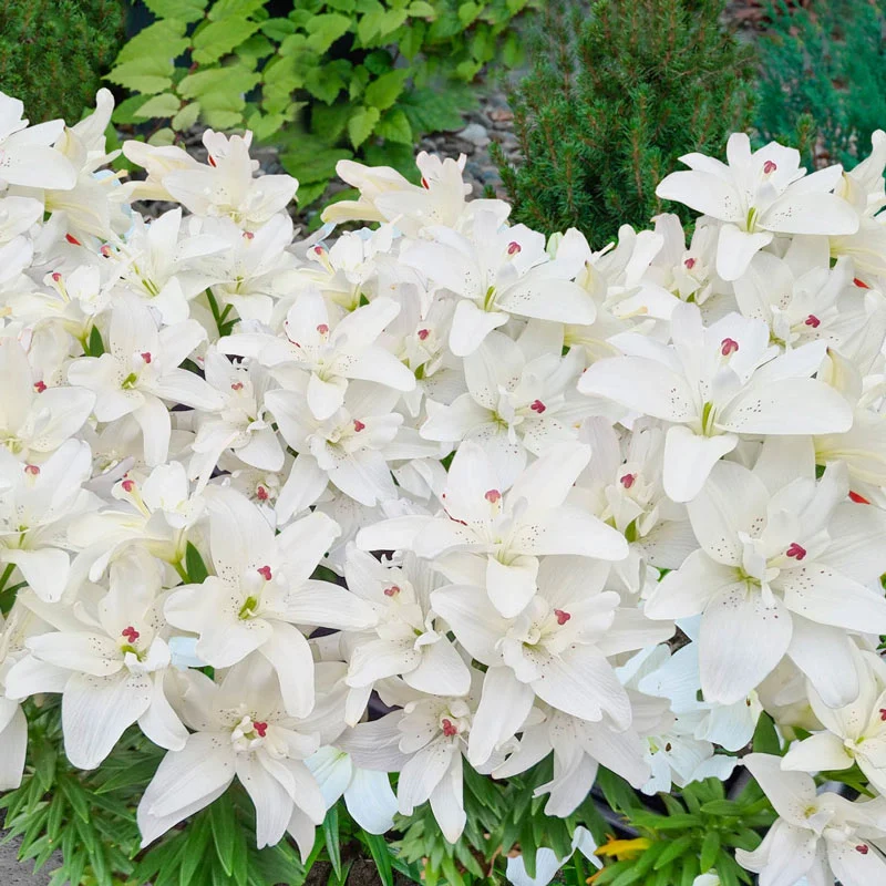 Pura Puro Carpet Border Lily⢠1 289-pura-puro-carpet-border-lily–1.webp