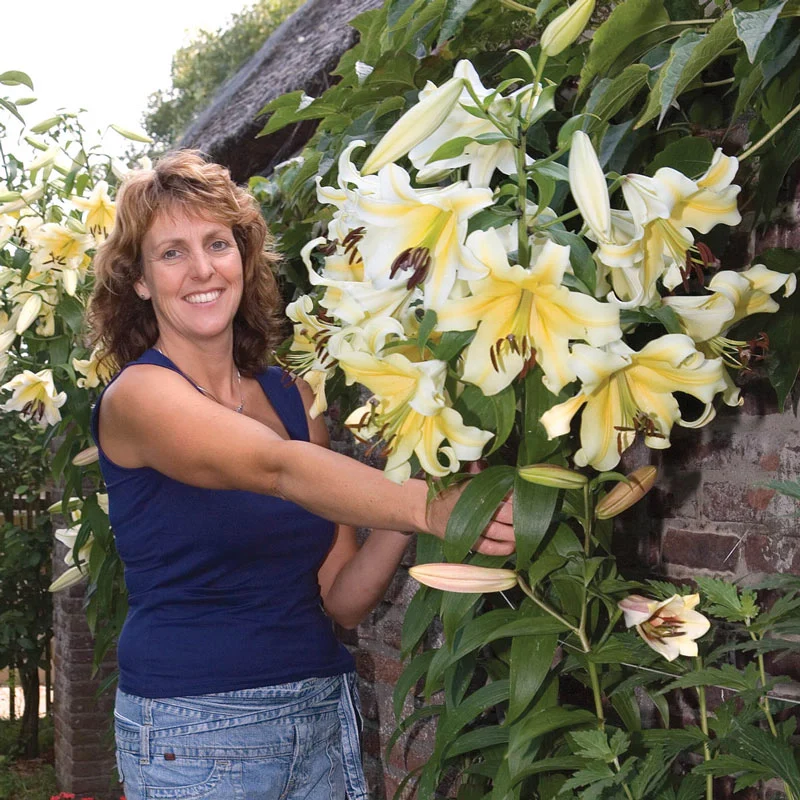 Belcastro Lily TreeÂ®