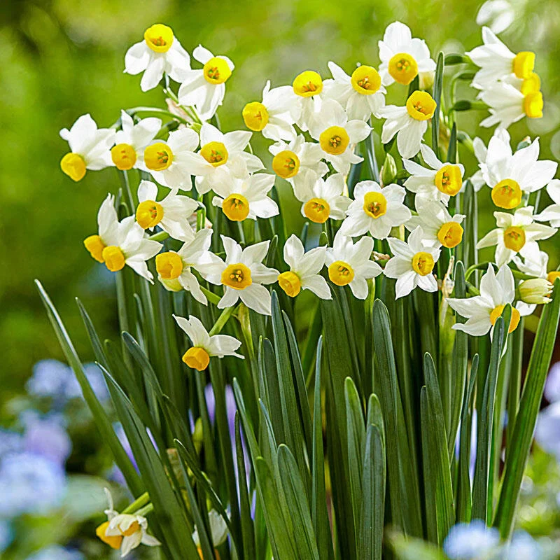 Canaliculatus Daffodil 1 294-canaliculatus-daffodil-1.webp