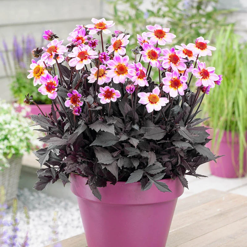 297-american-pie-dahlia-1.webp
