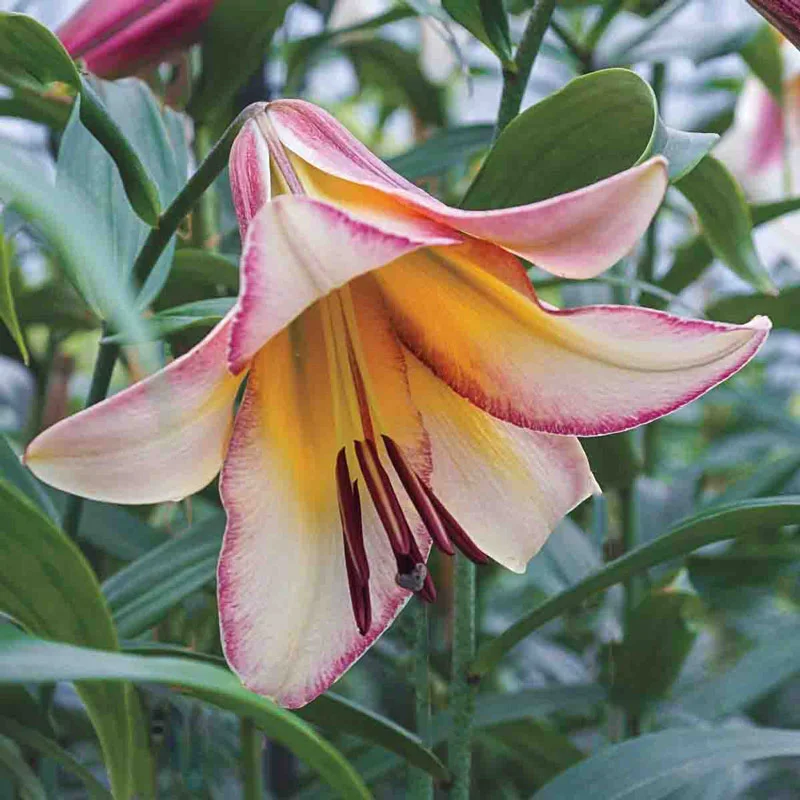 Beijing Moon Lily TreeÂ®