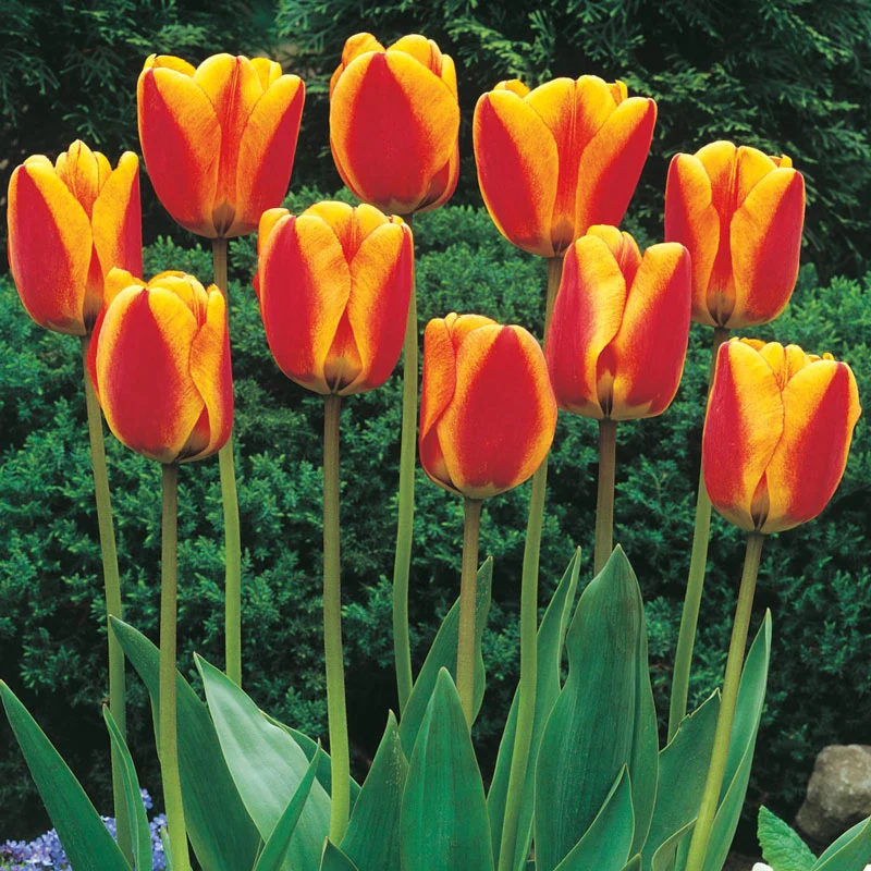 Apeldoorn's Elite Tulip