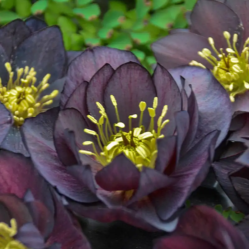 Dark and Handsome Double Hellebore