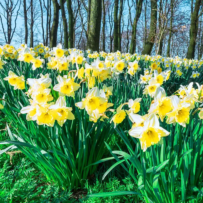 309-ice-follies-daffodil-1.webp