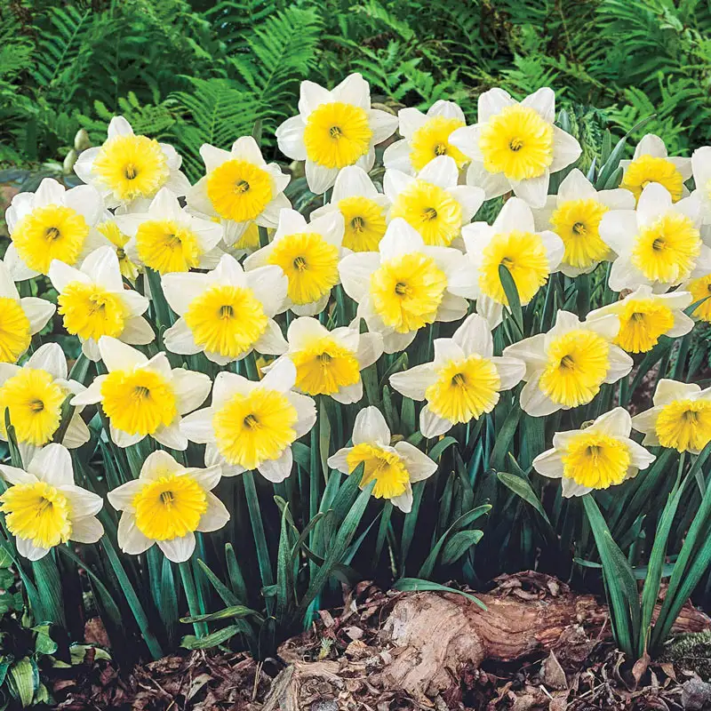 309-ice-follies-daffodil-1.webp