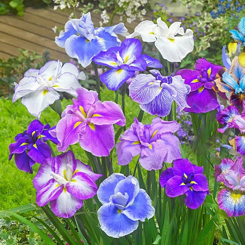 Dinner Plateâ¢ Japanese Iris Mixture