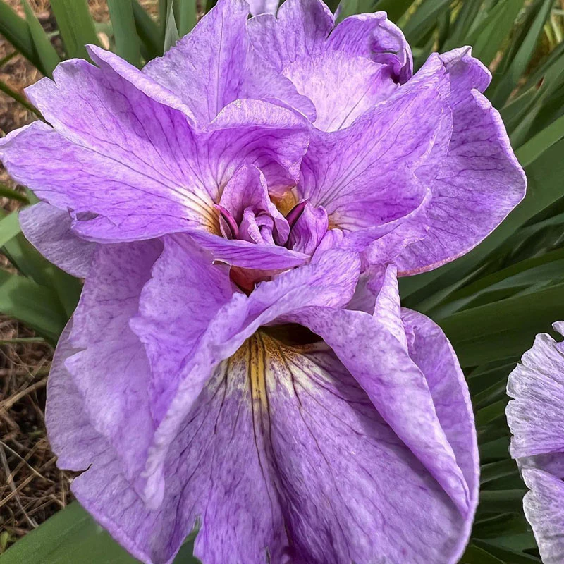 311-dinner-plate-japanese-iris-mixture-1.webp