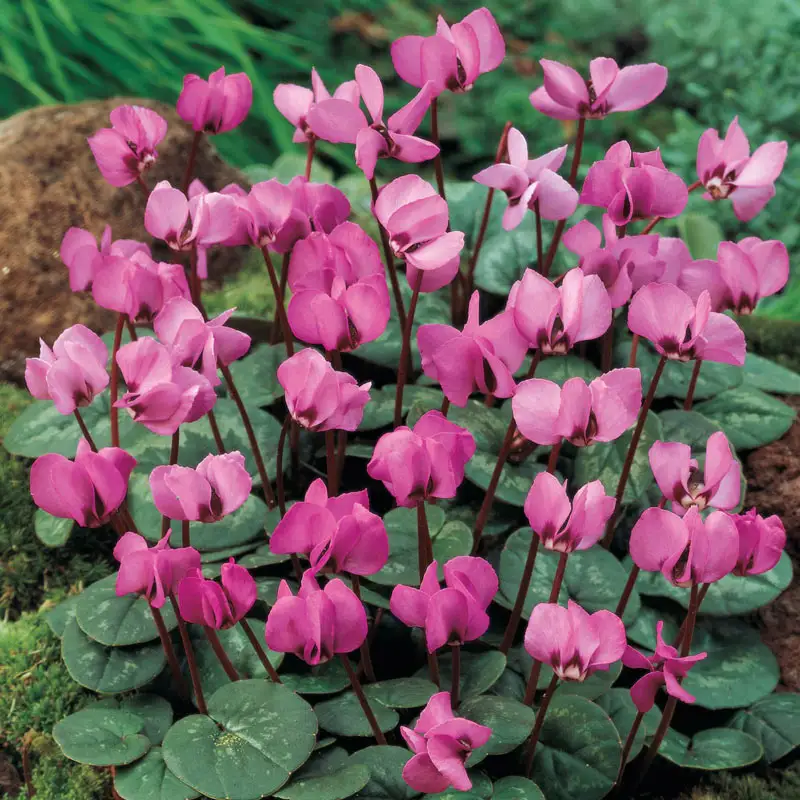 Fall Blooming Dark Pink Hardy Cyclamen