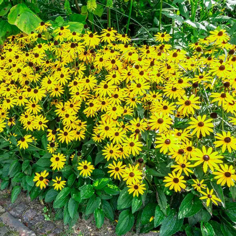 317-goldsturm-black-eyed-susan-1.webp