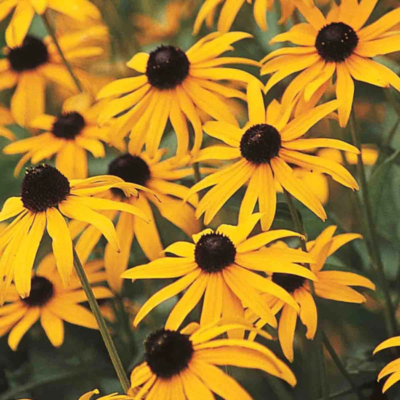 317-goldsturm-black-eyed-susan-1.webp