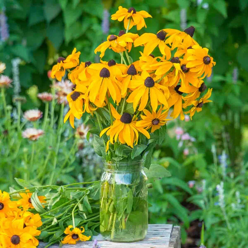 317-goldsturm-black-eyed-susan-1.webp
