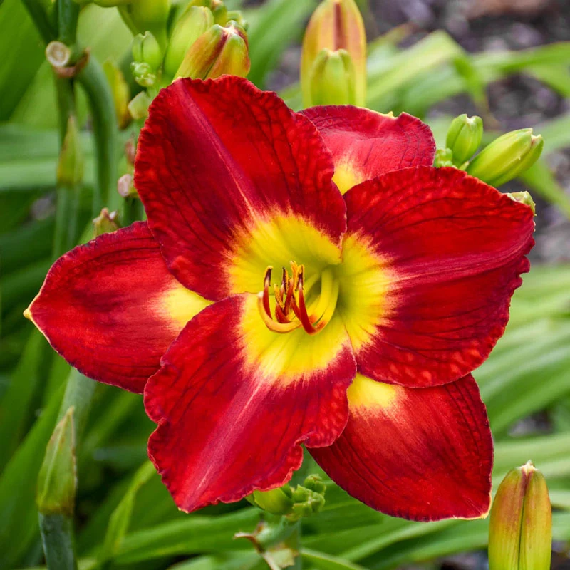320-passion-for-red-reblooming-daylily-1.webp