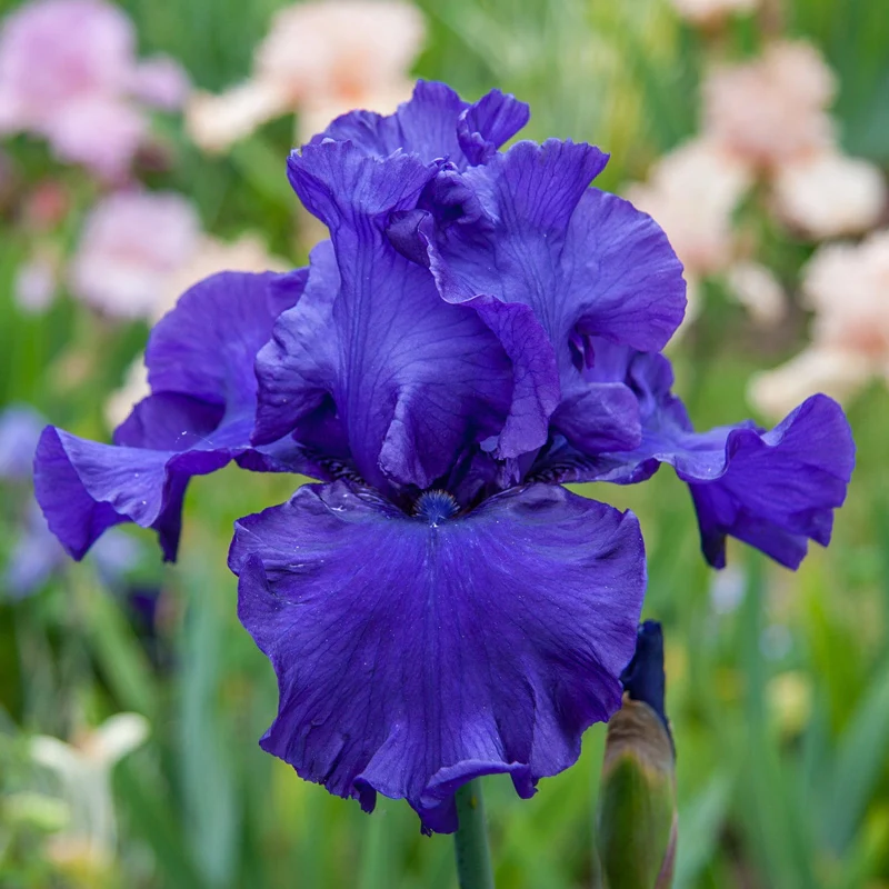 Blueberry Bliss Bearded Iris