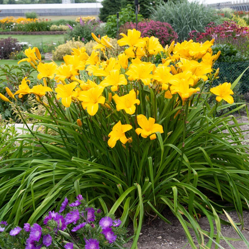 324-buttered-popcorn-reblooming-daylily-1.webp
