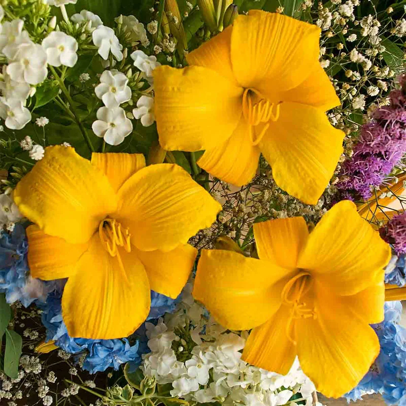 324-buttered-popcorn-reblooming-daylily-1.webp