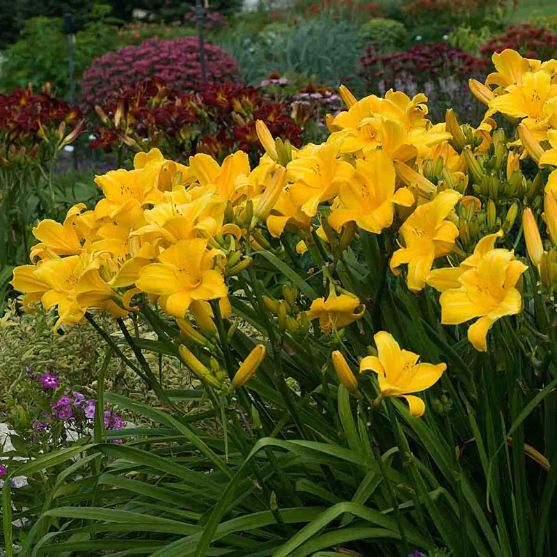 324-buttered-popcorn-reblooming-daylily-1.webp