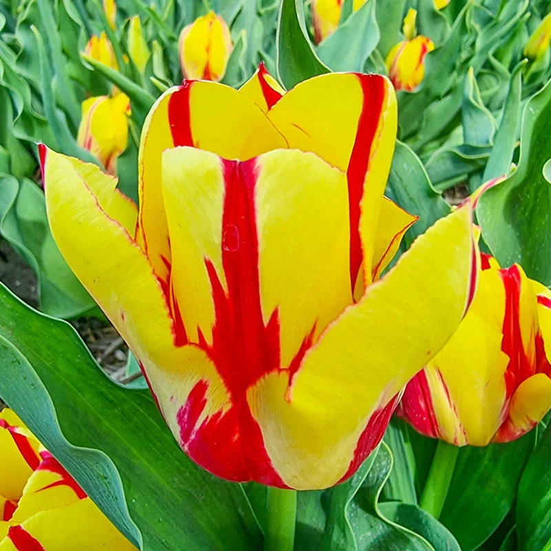 Firecracker Tulip