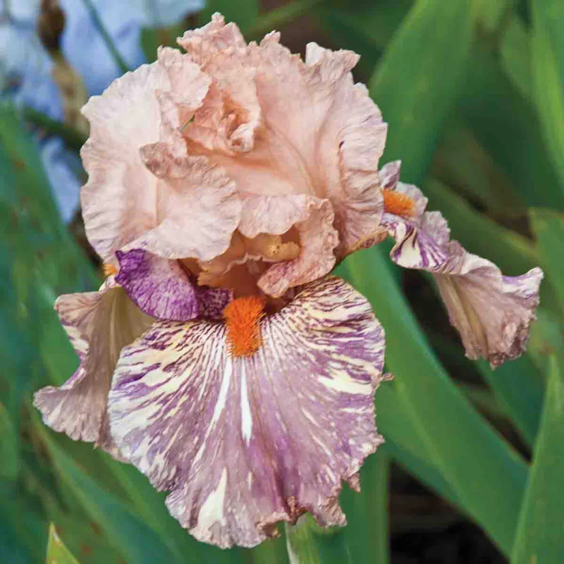 331-breck-s-renowned-batik-iris-collection-1.webp