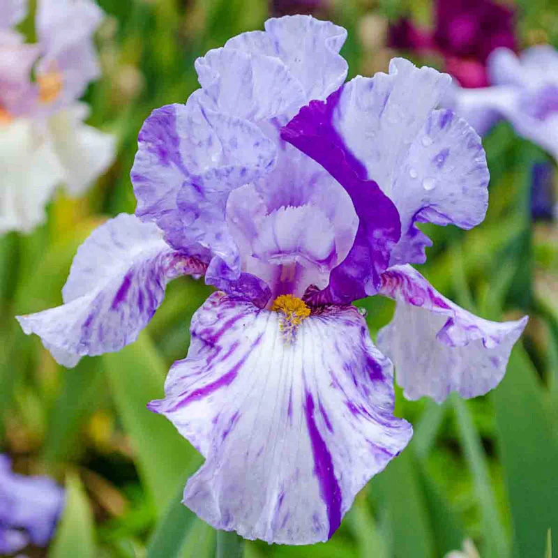 331-breck-s-renowned-batik-iris-collection-1.webp