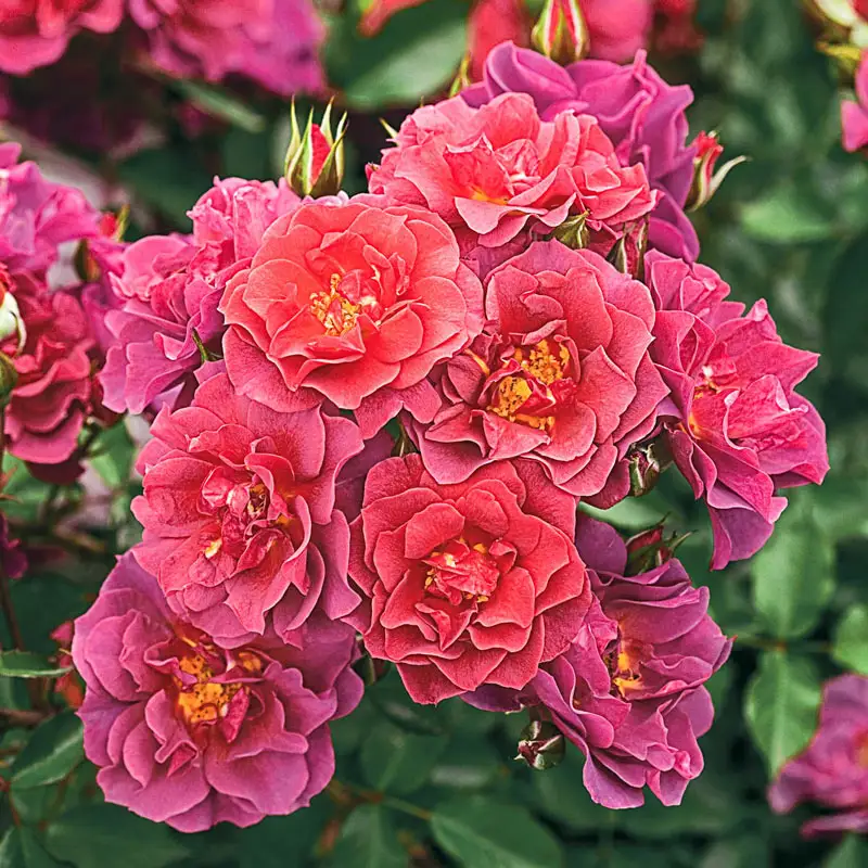 Cinco de Mayo⢠Floribunda Rose