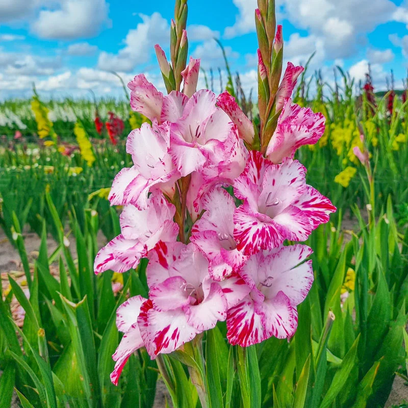 335-my-love-gladiolus-1.webp