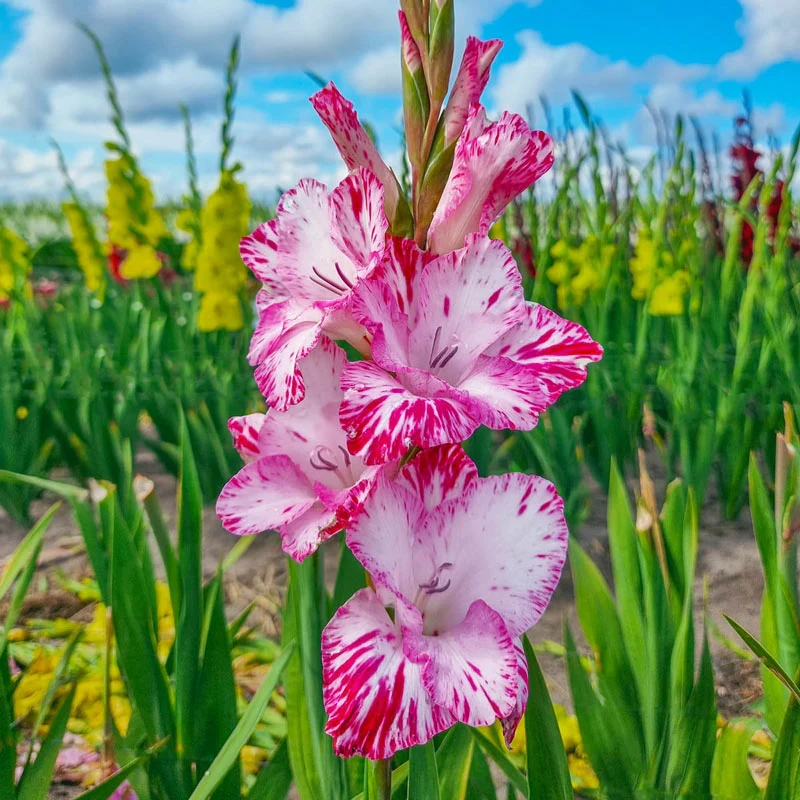 335-my-love-gladiolus-1.webp