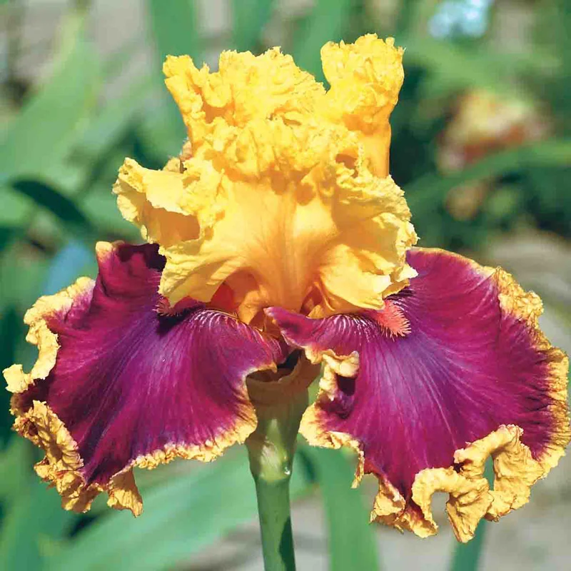 Decadence Bearded Iris