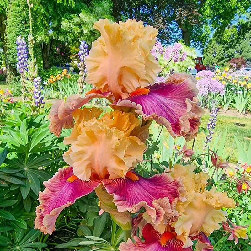 34-decadence-bearded-iris-1.webp