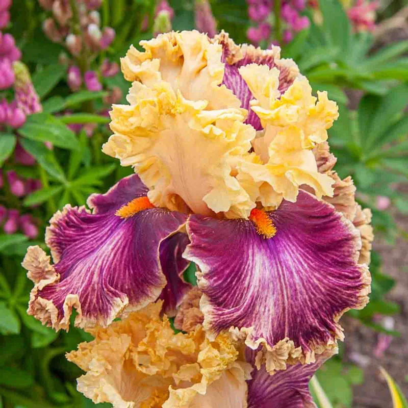 34-decadence-bearded-iris-1.webp