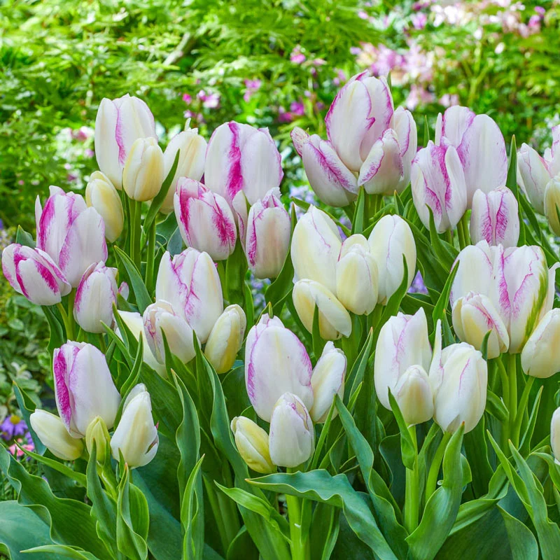 350-emilie-tulip-1.webp