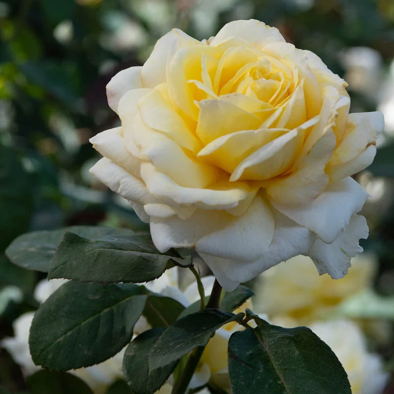 Chantilly Creamâ¢ Hybrid Tea Rose