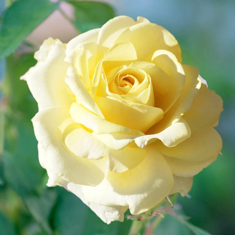 Chantilly Cream⢠Hybrid Tea Rose