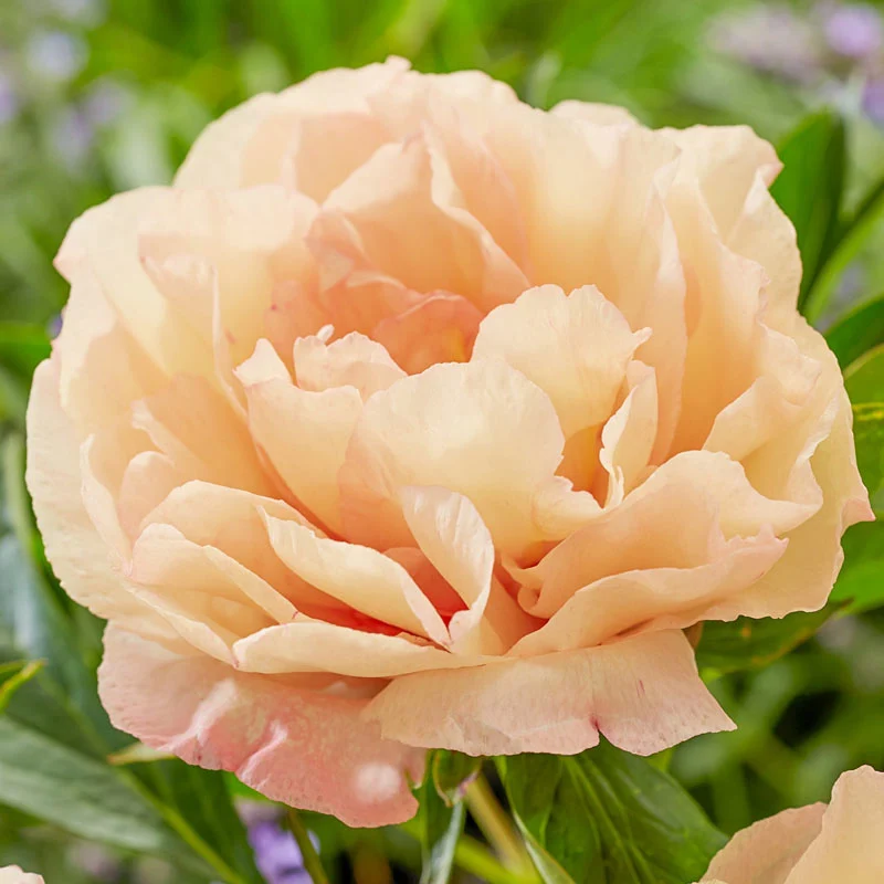 Canary Brilliants Itoh Peony 1 355-canary-brilliants-itoh-peony-1.webp