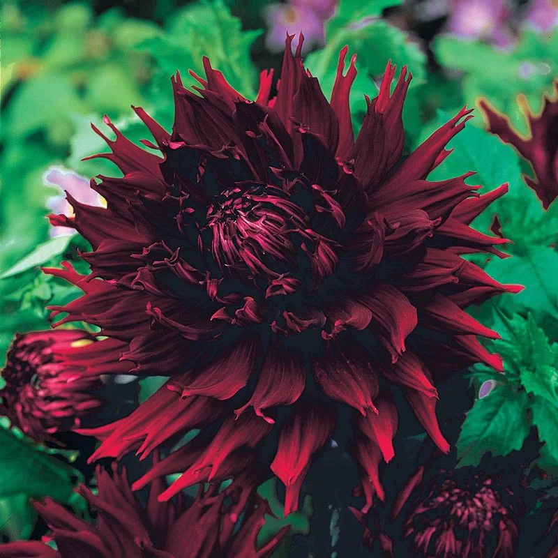 359-kenora-macob-dahlia-1.webp