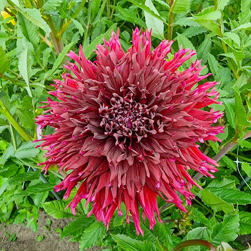 359-kenora-macob-dahlia-1.webp