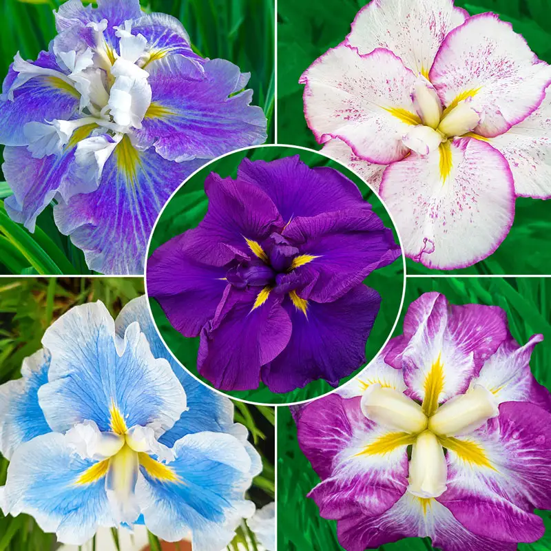 Dinner Plateâ¢ Japanese Iris Collection