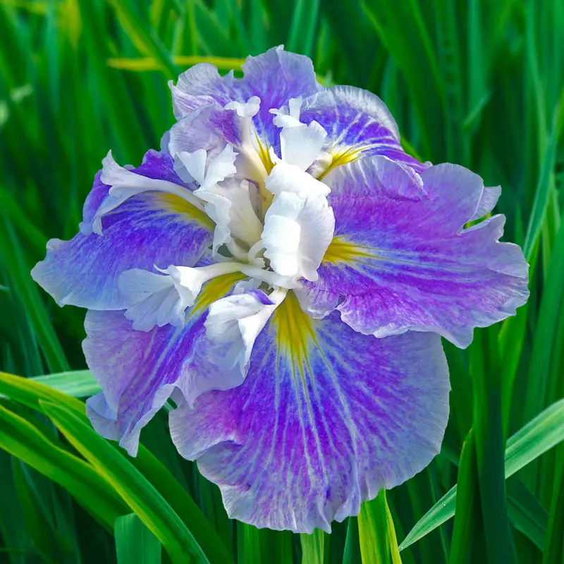 Dinner Plateâ¢ Japanese Iris Collection
