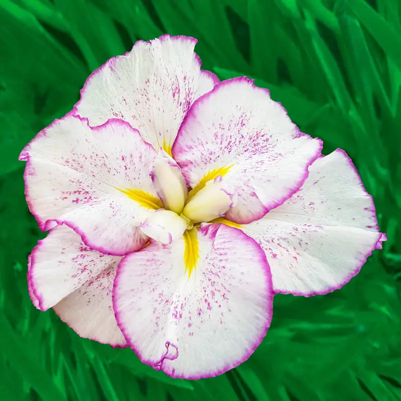 360-dinner-plate-japanese-iris-collection-1.webp