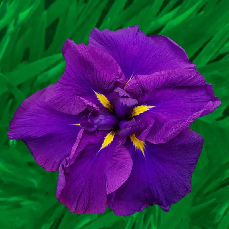 360-dinner-plate-japanese-iris-collection-1.webp