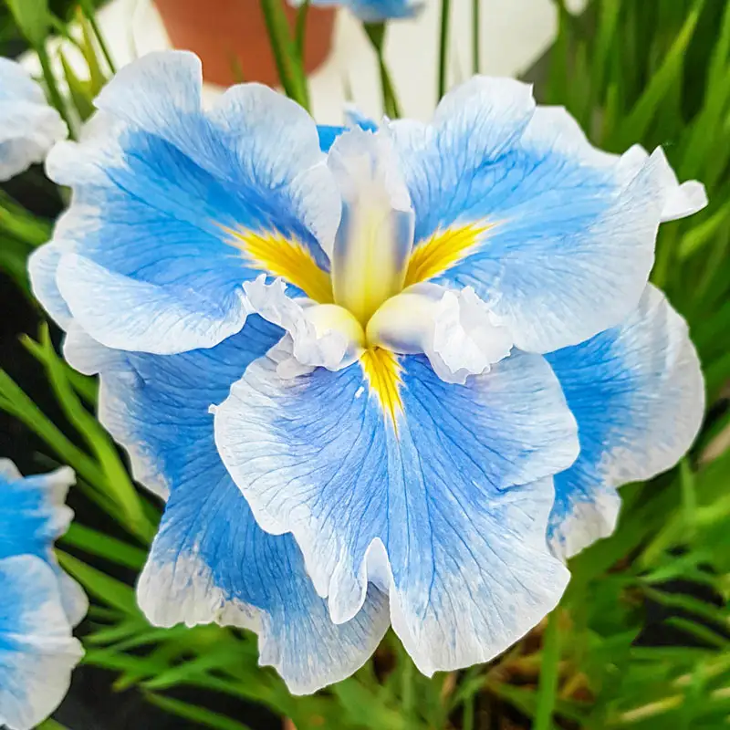 360-dinner-plate-japanese-iris-collection-1.webp