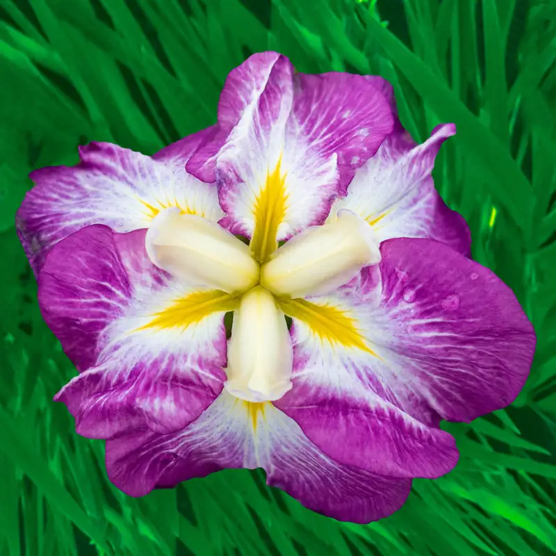 360-dinner-plate-japanese-iris-collection-1.webp