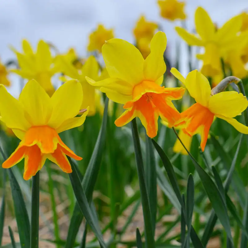 Rataplan Daffodil
